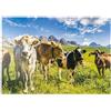 MyPuzzle.com MyPuzzle Mucche Davanti A Un Idilliaco Paesaggio Alpino - Premium 1000 Pezzi Puzzle - MyPuzzle Collezione speciale di Puzzle Galaxy