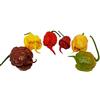 Assopepper di Massimo Utro 60 SEMI DI PEPERONCINO CAROLINA REAPER RED CHOCOLATE YELLOW CARAMEL MUSTARD E PEACH WORLD RECORD COME PIU' PICCANTE AL MONDO