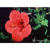 Natur HIBISCUS ESS 7,4ML CALF