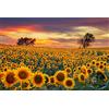 MISITU Puzzle classico 1000 pezzi per adulti e bambini puzzle impossible 1000 pezzi girasole puzzle