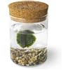 KAKI La Felicità è Nelle Piccole Cose Marimo Singolo Originale in Vaso di Vetro con Tappo in Sughero, Fondale Naturale, Diametro 8cm, Altezza 11cm, Made in Italy