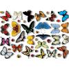 generico Vetrofanie : 25 Farfalle Realistiche e 17 Coccinelle - Adesivi Statici Per Rallegrare e Decorare Velocemente Le tue Finestre