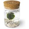 KAKI La Felicità è Nelle Piccole Cose Marimo Singolo originale vaso vetro con tappo sughero Leggenda, artigianale, fondale bianco, diametro 8cm, altezza 11cm, Made in Italy