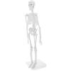 Modello di scheletro umano realistico da 45 cm, statua, giocattolo didattico da