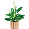 LEGO Botanicals Spatifillo