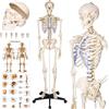 Modello Anatomico Di Scheletro Umano a Grandezza Naturale, Mandibola Mobile, Bra
