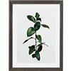 Komar Cornice portafoto in legno grigio pietra con poster Art Elastica Leaf come set - Dimensioni: 30 x 40 cm - Quadro da parete decorazione pianta