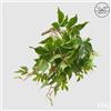 EDG Enzo De Gasperi Cissus Bell Cadente Anti-UV H 50 Cm Pianta Artificiale Verde