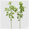 EDG Enzo De Gasperi Basilico Ramo Ass. H 64 Cm Pianta Artificiale Verde 1 Pz