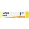 Lachesis Mutus Mk Gl 1 g Globuli