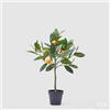 EDG Enzo De Gasperi Mandarino con Vaso H 56 Cm Pianta Artificiale Mix Verde