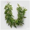 EDG Enzo De Gasperi Felce Festone H 183 Cm Pianta Artificiale Verde