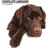 Magnet & Steel Calendario moderno 2025 Labrador Chocolate