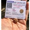 CERTIFICATO LABORATORIO 9 Mukhi RUDRAKSHA, 9 Nine Face Rudraksham 1 pezzo, ta...