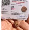 CERTIFICATO LABORATORIO 10 Mukhi RUDRAKSHA, 10 Ten Face Rudraksham 1 pezzo, t...