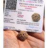 CERTIFICATO LABORATORIO 8 Mukhi RUDRAKSHA, 8 Face Rudraksham 1 pezzo, taglia ...