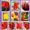 Semi Strani SEMISTRANI.IT - 100 Semi Peperoncino In 10 Varietà PICCANTISSIME, COLLEZIONE TROPPO PICCANTE + Guida: CAROLINA REAPER, APOCALYPSE, SUGAR RUSH STRIPEY, BRAIN, HABANERO, CALABRESE, PUGLIESE, ABRUZZESE