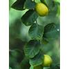 HERBOPLANET SRL MSA CITRUS LIMONUM 50ML