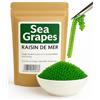 al badil Uva marina secca - Il Caviale Verde dei Buongustai | Alghe Caulerpa Lentillifera (Umibudo) - Sapore unico e croccante, Porta peps e un tocco iodato ai tuoi piatti! Sea Grapes