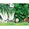 Germisem EC3027 Semi & Coriandrum Sativum Semi di Coriandolo 10 g