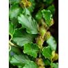 HERBOPLANET Srl MSA FAGUS SYLVATICA 50 ML