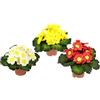 Flair Flower Primula artificiale con foglie in vaso, per la primavera e la primavera