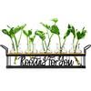 THYGIFTREE Stazioni Di Propagazione Delle Piante, Radicamento Per Te Terrario Per Piante Da Tavolo Per Talee Idroponiche Vaso Di Propagazione Fioriera In Vetro, Decorazione Da Tavolo Regalo