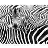 Rasch Wallpaper 363609 - Carta da parati fotografica su tessuto non tessuto, con gregge di zebra, in bianco e nero, collezione African Queen III