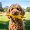 BullTek Gioco Cane Pollo 30 cm Gomma Naturale Sonoro Giocattolo Giallo con Squeaker Interno, Resistente ai Morsi, Decompressione e Stimolo Attenzione per Cani Iperattivi