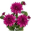 Hollyone 7.5'' Grandi Fiori di Dalia Artificiali con Steli Lunghi, 3 Pezzi di Fiori Finti Fucsia Viola e 3 Pezzi di Gemme Finte Decorative, Composizioni Floreali per Casa, Soggiorno, Cucina, Matrimonio
