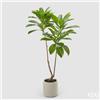 Enzo De Gasperi EDG Enzo De Gasperi Pianta Artificiale Camelia Carinata con Vaso H160 cm