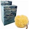 pasiphae natural skin care & sea sponges Pasiphae - Spugna marina morbida gialla per neonati e bambini, 100% naturale, gialla a nido d'ape, biologica, regalo per gravidanza, per bambini dai 18 mesi in su (9,5-11,5 cm), scatola con 1 spugna