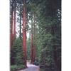 Msa sequoia gigantea 50 ml - - 900114087