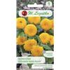 W.Legutko Girasole ornamentale basso pieno giallo dorato Teddy Bear