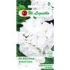 W.Legutko Geranio da aiuola Gama F1 - bianco