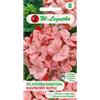 W.Legutko Geranio da aiuola Divas F1 - Raspberry Ripple - variegato, arancione-rosso