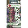 W.Legutko Petunia da giardino con steli ricadenti, miscela da balcone