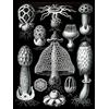 Wee Blue Coo Nature Ernst Haeckel Gus Mushroom Toadstool Biology Germany Art Print Poster Wall Decor 12X16 Inch Natura Biologia Germania Manifesto Parete