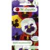W.Legutko Viola a fiore grande, miscela