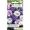 W.Legutko Campanula da giardino, miscela a fiore pieno