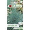W.Legutko Festuca glauca - blu argento