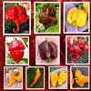 Semi Strani SEMISTRANI.IT - 100 Semi di PEPERONCINO nelle 10 Varietà Più PICCANTI DEL MONDO, Collezione FUOCO + Guida: CAROLINA REAPER, SCORPION, SERPENT, APOCALYPSE, HABANERO, TIGER, T-REX, PUMA, BLOOD-BBG