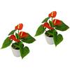 Flair Flower - Set di 2 Mini anthurie in Vaso, Altezza 20 cm, Larghezza 16 cm, Rot, 20 cm Hoch, 16 cm breit