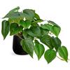 Hollyone Piante artificiali in vaso di ceramica nera, Jade Pothos, piante artificiali in vaso, piante artificiali come reali, piante da interno con vasi per decorazione da tavolo, ufficio, scrivania