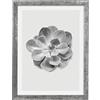 Komar Cornice portafoto in legno di pietra argentata con poster Art Succulent Aeonium come set - Dimensioni: 30 x 40 cm - Decorazione da parete, motivo fiore, bianco e nero