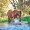 Alpha Edition Ponies 2025 CALENDARIO DA PARETE 30X30 CM