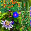 VIRIDIMANIA KIT SEMENTI RAMPICANTI | 5 Bustine di SEMI | Nasturzio rampicante MIX | Fragola rampicante | Passiflora | Luffa | Ipomea Blue Morning