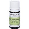 Pranarom Olio Essenziale Angelica 5 ml essenziale