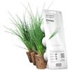 Click and Grow Click & Grow, Ricambio Vasi di Terriccio di Erba Cipollina, Confezione con 3 Capsule