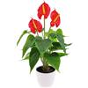 Folmywy Pianta artificiale di anthurium rosso, 38 cm, con fiori artificiali durevoli, foglie verdi, facile da pulire, vaso di plastica, decorazione per soggiorno, camera da letto, balcone, decorazione